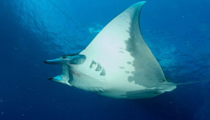 Sicklefin devil Ray can be in this picture released on April 24, 2023. — Marine Megafauna Foundation/NOAA Creative Commons