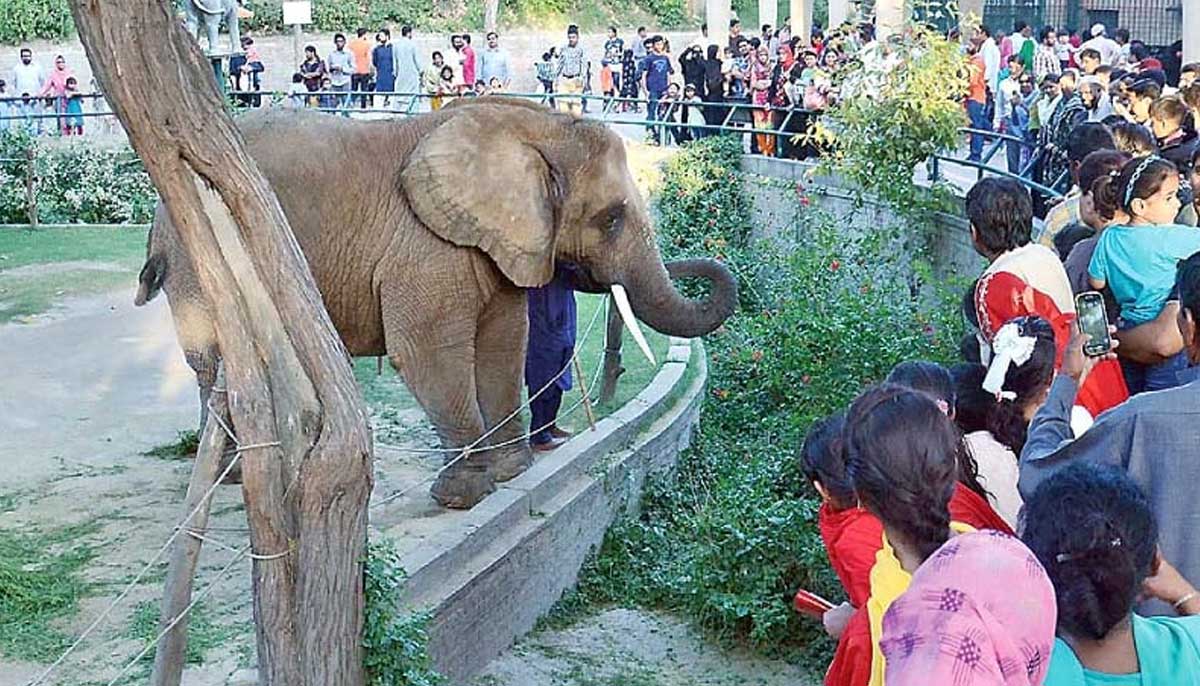 Suzi, an elephant at the Lahore Zoo who died in 2017, stands in front of the visitors. — Online