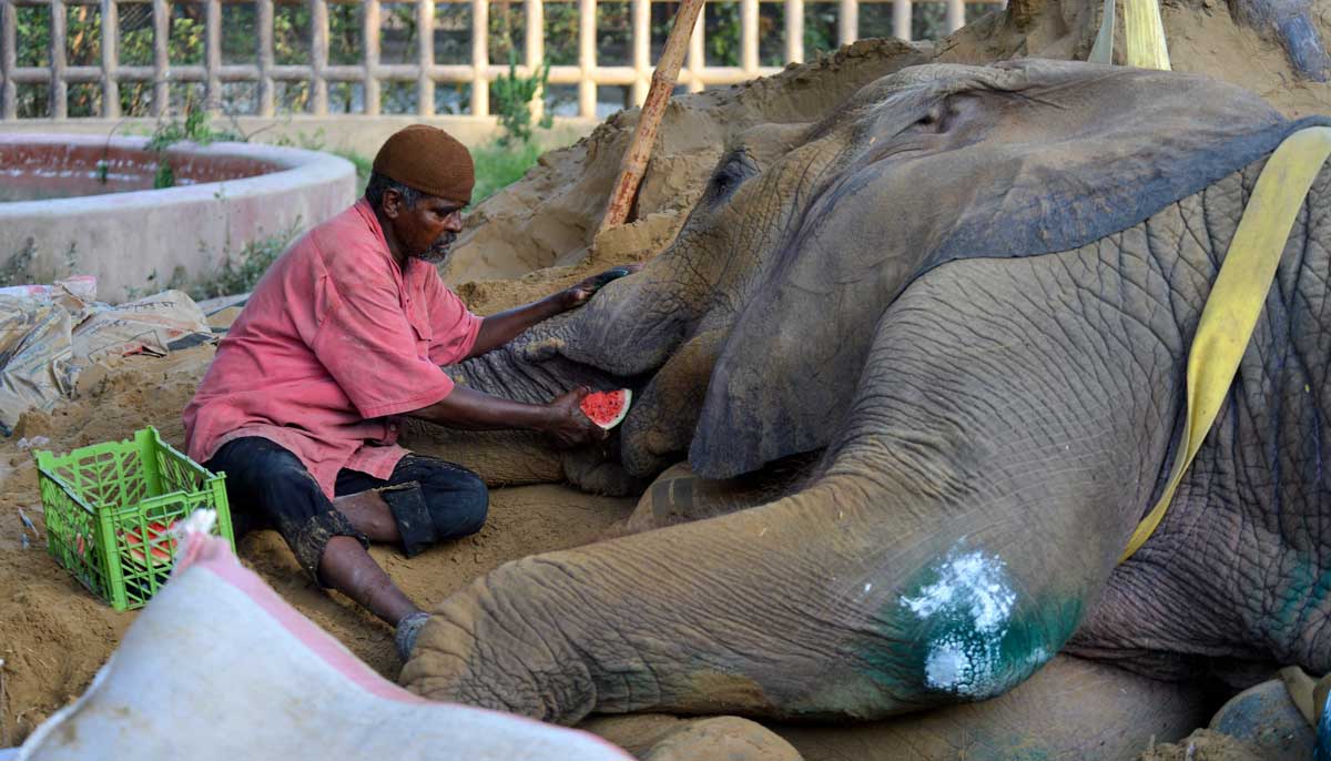 A mahout feeds elephant Noor Jehan at the Karachi Zoo in Karachi on April 14, 2023. — AFP