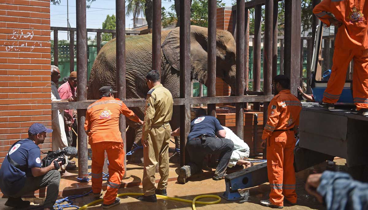 A team of veterinarians and wildlife experts from Four Paws International, examine elephant Noor Jehan during a medical assessment at the Karachi Zoo in Karachi on April 5, 2023. — AFP