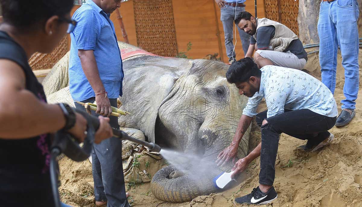 Veterinarians clean the trunk of elephant Noor Jehan at the Karachi Zoo in Karachi on April 18, 2023. — AFP