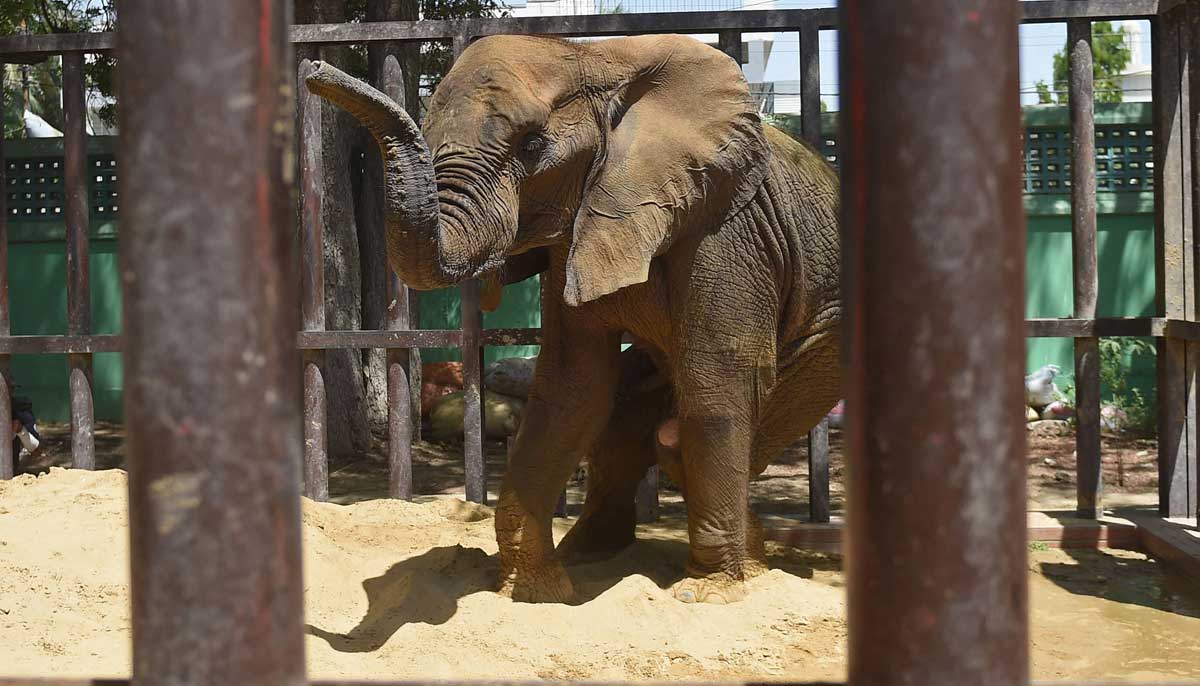 Elephant Noor Jehan is pictured inside an enclosure before her medical assessment by a team of veterinarians and wildlife experts from Four Paws International, at the Karachi Zoo in Karachi on April 5, 2023. — AFP