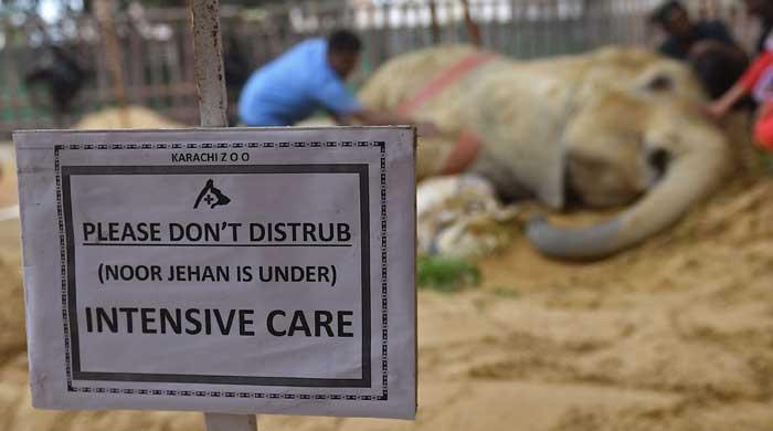 Should zoos be allowed to continue failing 'Noor Jehans' in Pakistan?
