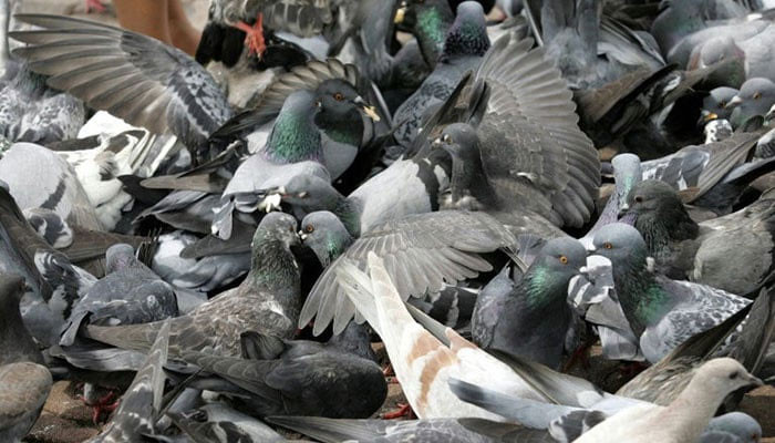 Four men killed over racing pigeon dispute in Portugal - Vimarsana News