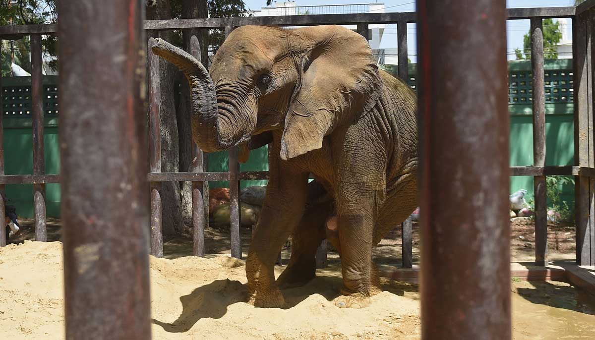Elephant Noor Jehan is pictured inside an enclosure before her medical assessment by a team of veterinarians and wildlife experts from Four Paws International, at the Karachi Zoo in Karachi on April 5, 2023. — AFP