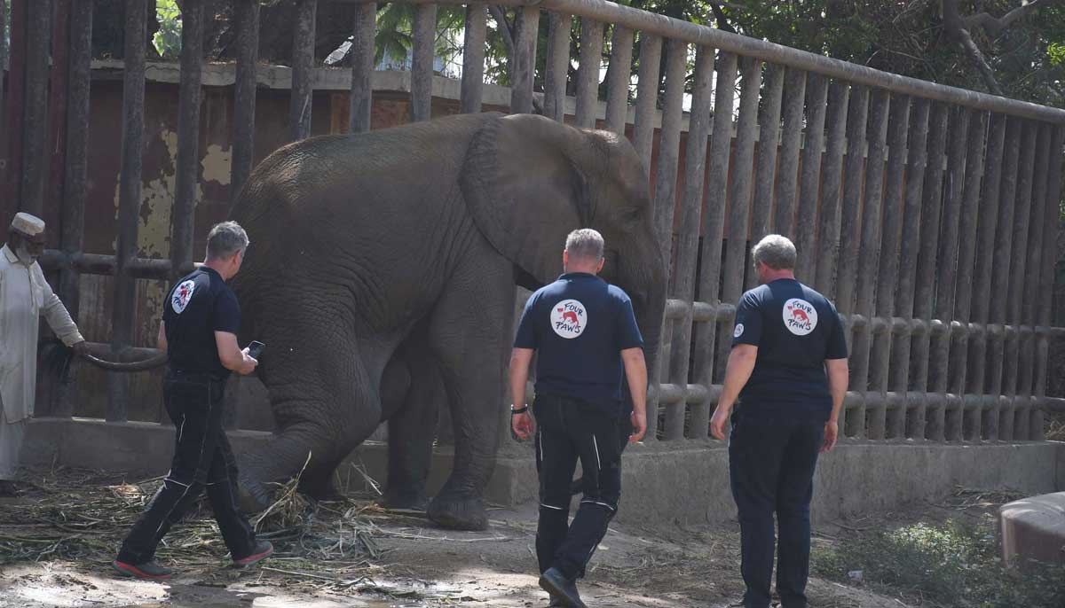 A team of veterinarians and wildlife experts from Four Paws International examine elephant Noor Jehan after her medical treatment at the Karachi Zoo in Karachi on April 4, 2023. — Online