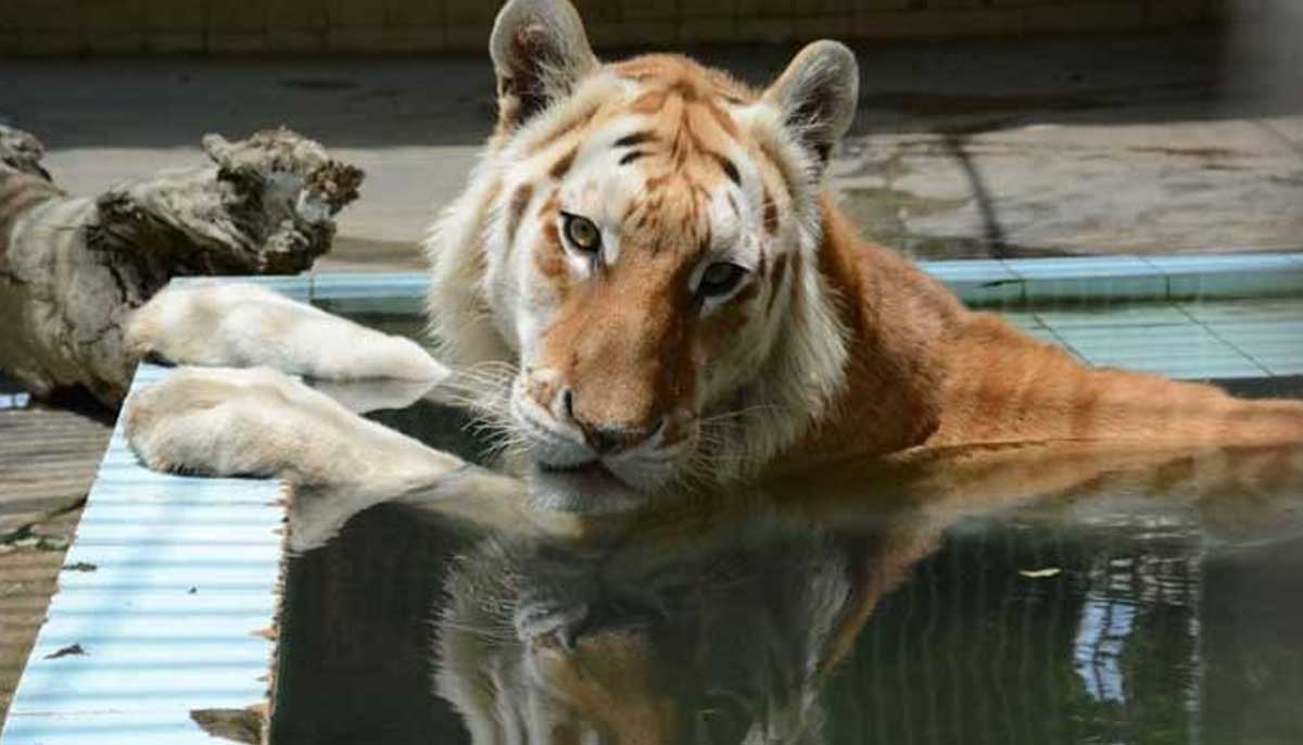 The Golden Tabby Tiger Alfied cools itself in a pool at the Karachi Zoo. — Photo by author