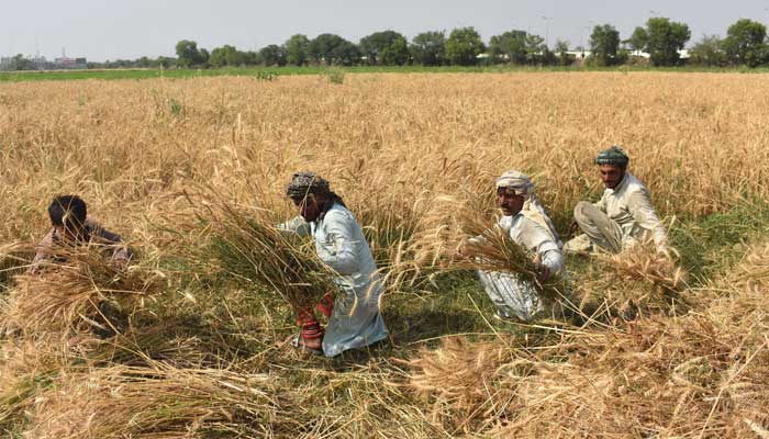Farmers are busy harvesting the wheat crop in Lahore on May 6, 2023. — Online