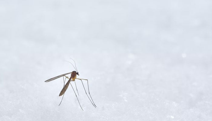 A representational image showing a mosquito. — Unsplash/File