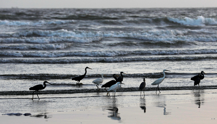 A flock of migratory birds is seen along Clifton beach. — Reuters/File