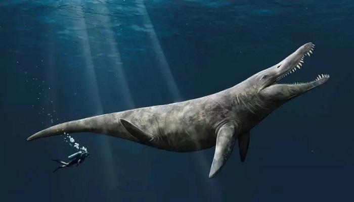 An artists illustration of the pliosaur, an ancient ambush predator twice the size of an orca.—