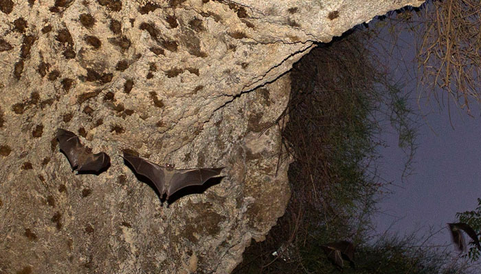 Bats fly in a cave in Herzliya, near Tel Aviv. — Reuters/File