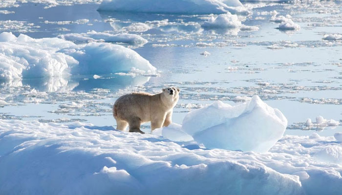 A southeast Greenland polar bear on the glacier, or freshwater, ice is seen in this handout photograph taken in September 2016. —Reuters