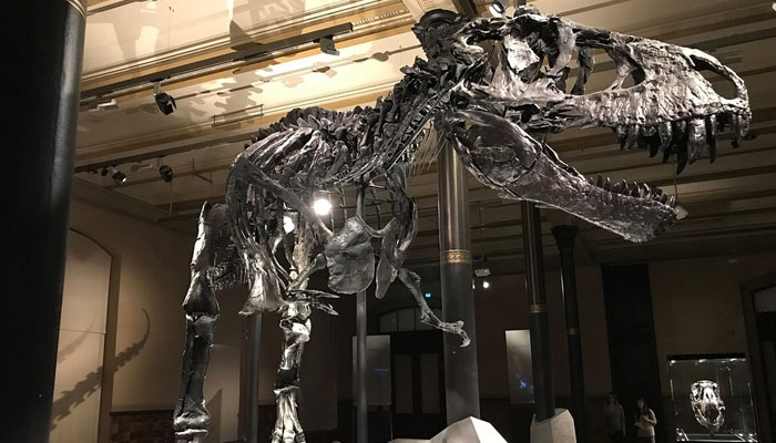 A representational image of a T-rex skeleton. — Pixabay/File