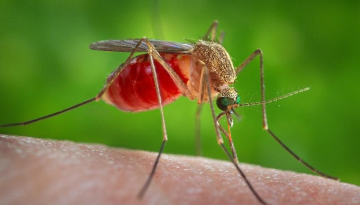 A Culex quinquefasciatus mosquito is seen on the skin of a human host in this 2014 picture from the Center for Disease Control. — Reuters