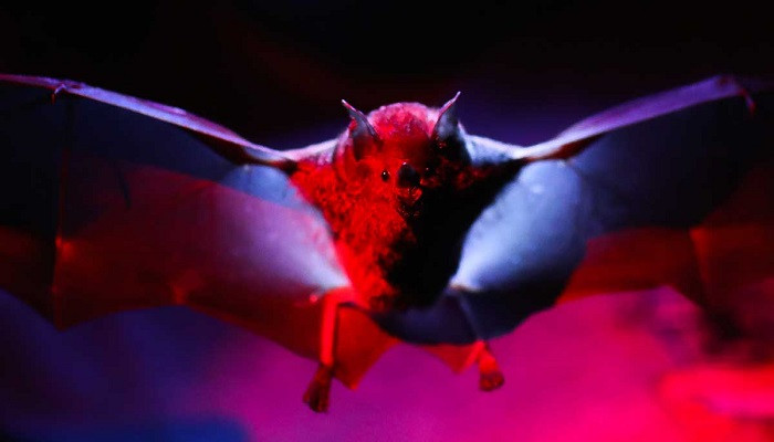 Next pandemic in making as deadly bat-borne viruses come closer to humans