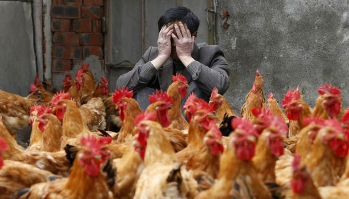 A breeder covers his face as he sits behind his chickens, which according to the breeder are not infected with the H7N9 virus, in Yuxin township, Chinas Zhejiang province. — Reuters/File