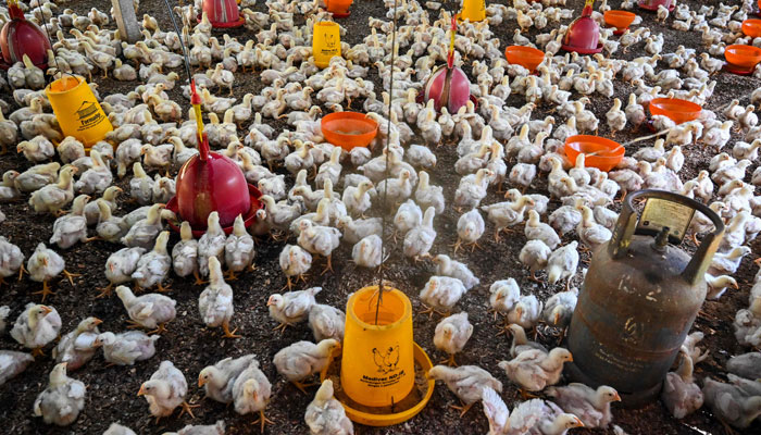 Chicks are seen at a poultry farm during checks undergone by government workers to examine the animals for signs of bird flu infection in Darul Imarah in Indonesias Aceh province on March 2, 2023. — AFP