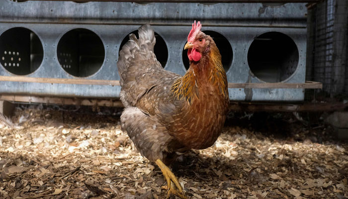 Seekor ayam bersiap untuk bertelur di kandang ayam di peternakan telur kecilnya di rumahnya di Williamston, Michigan.  —AFP/Berkas