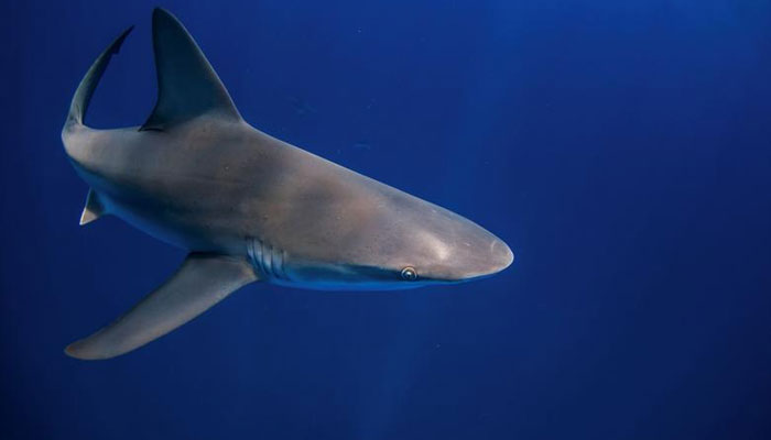 A shark swims through the water during an outing with scuba company Emerald Charters off Jupiter Inlet, Florida. — Reuters/File