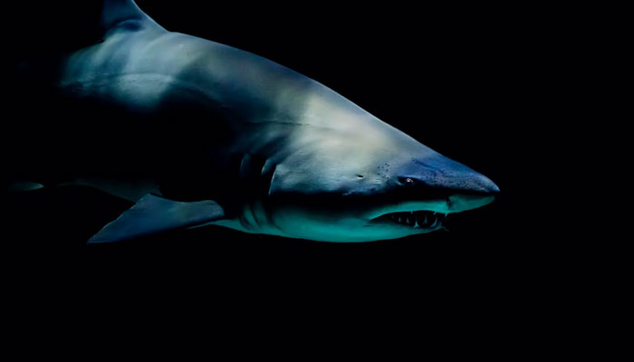 A representational image of a shark. — Unsplash/File
