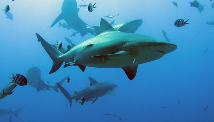This image shows bull sharks in the waters of Fiji. — AFP/File