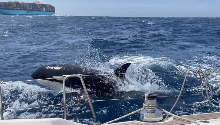 Killer whales attack a sailing boat off the coast of Morocco. —Stephen Bidwell / SWNS