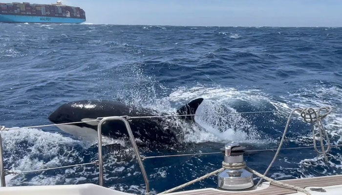 Killer whales cause severe damage to boat in attack in Spain