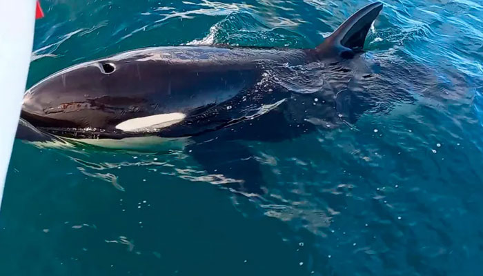 Researchers believe White Gladis, pictured, is now teaching other whales to attack yachts. —Grupo de trabajo Orca Atlántica