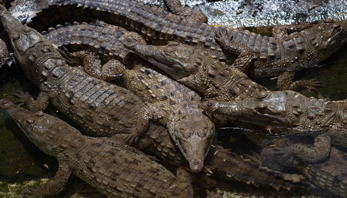 Orinoco Crocodiles are pictured in a breeding pond at the Leslie Pantin Zoo in Turmero, Aragua state, Venezuela on April 8, 2023. — AFP