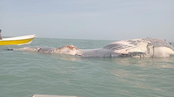 WATCH: Ginormous carcass of 42-foot blue whale found off Pakistan coast