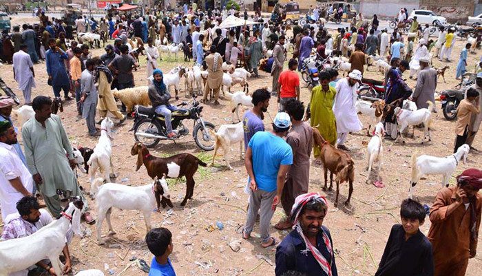 Where will cattle markets be set up this Eid ul Adha in Karachi? - Vimarsana News