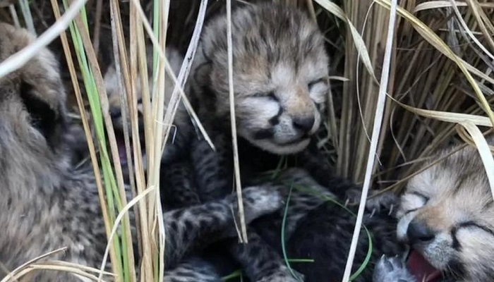 Cheetah cubs in Indias Kuno Park.— @BYADAVBJP/TWITTER