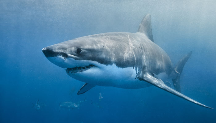 A picture showing a great white shark. — National Oceanic and Atmospheric Administration (NOAA)/File
