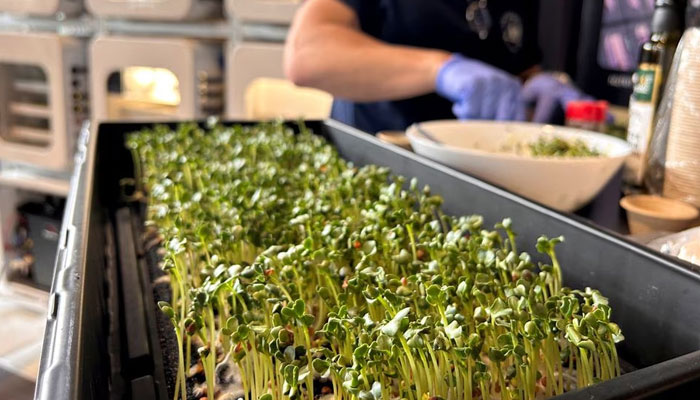 A team member from Interstellar Lab of Merritt Island, Florida, prepares Daikon Radish sprouts during Nasa’s Deep Space Food Challenge Phase 2 prize announcement on May 19, 2023. — Reuters
