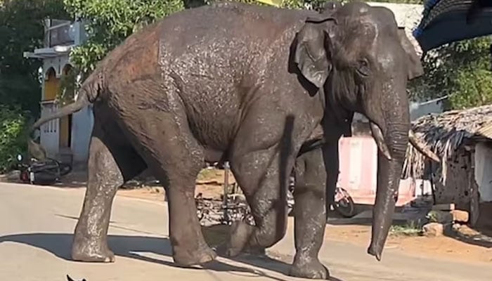 Elephant namedArikomban. — Screengrab from a video/Twitter