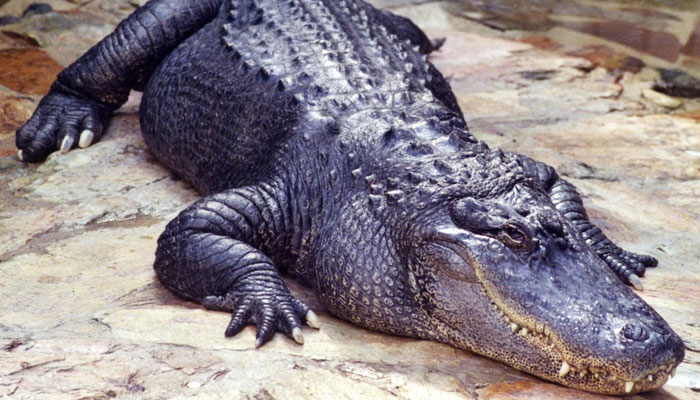 Fearless girl takes stroll with alligator 2 This representational picture shows an alligator resting on land. — Unsplash /File