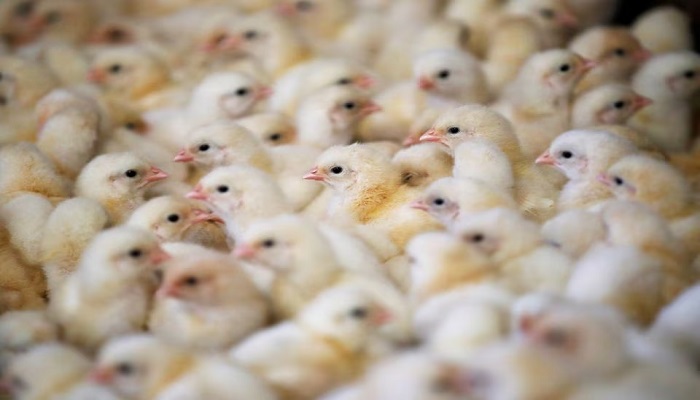 Chicks are seen at a poultry farm in Preuille-le-Châtif, near Le Mans, France, March 4, 2020.  Photo taken on March 4, 2020  — Reuters/File