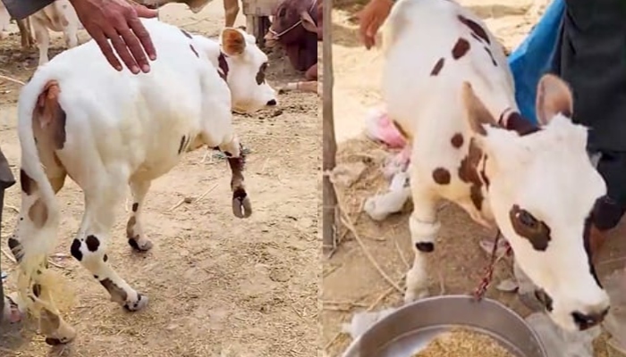 A collage showing the unique small cow named Bholi at Karachi cattle market. — Times of Karachi