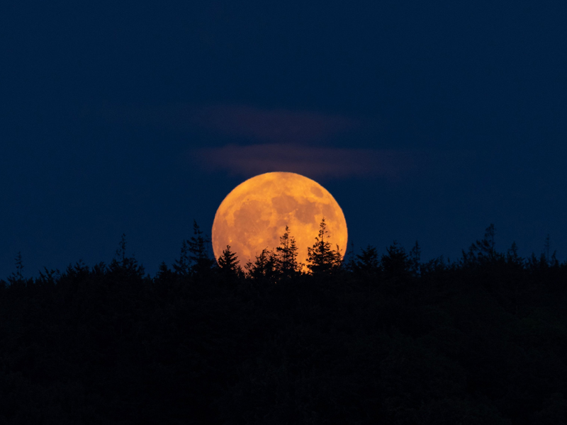Strawberry Moon rising over Longleat Forest. — Twitter/@xRMMike