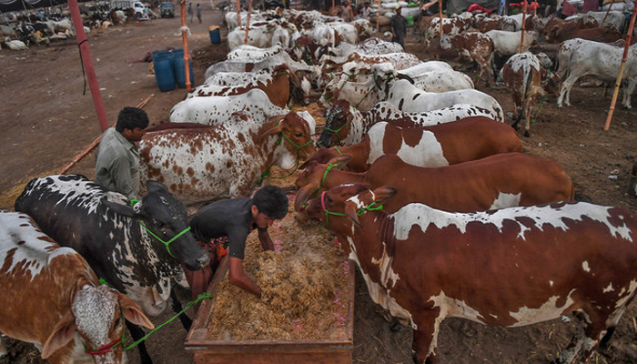 A trader feeds cows at a cattle market in Karachi. — AFP/File