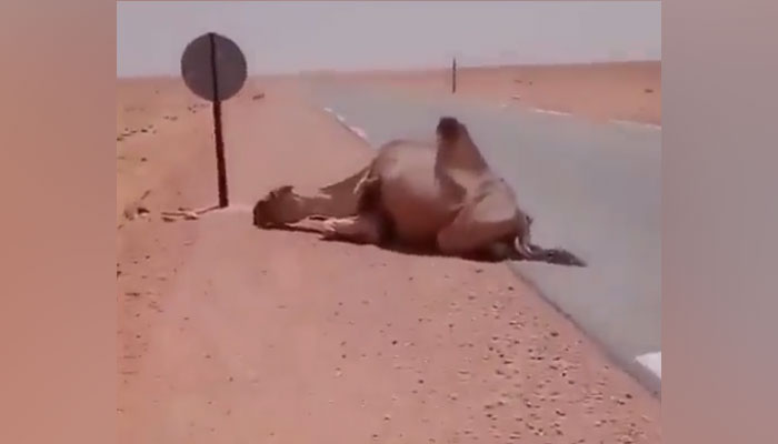 A camel can be seen lying down at the side of the road due to thirst. — Screengrab/Twitter/@susantananda3