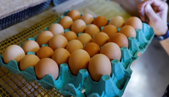 A farmer collects eggs at an organic poultry farm in Corcoue-sur-Logne, France. — Reuters/File