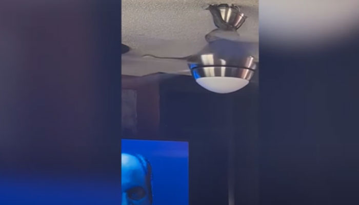 This image shows a snake lurking on the ceiling and fan. — Screengrab/Twitter/RoyIsThaTruth