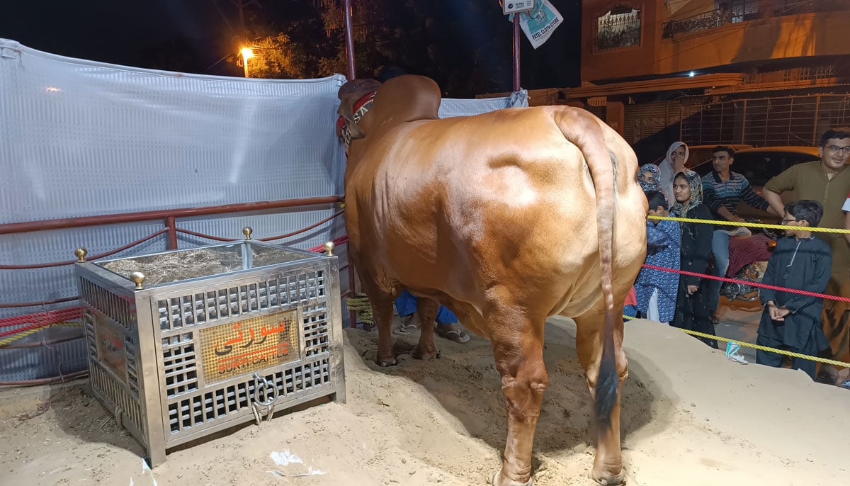 This picture, taken on June 16, 2023, shows a heifer owned by Nawaid in FB Area, Karachi, with local residents coming in numbers to see her. — By the author