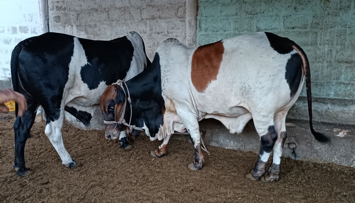 This picture shows calves of the Cholistani breed with two teeth owned by Iftikhar Yousifzai, taken on June 17, 2023, in Yousuf Goth Mandi, Karachi. Iftikhar also termed them, referring to their colour as printed animals. — By the author