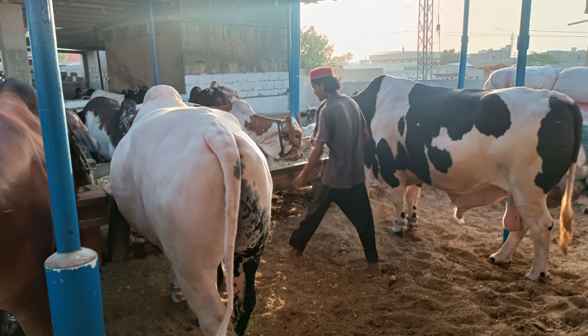 This picture shows two bulls (two-toothed) owned by Ali, one Australian (right) and the other Brahman breed, taken on June 17, 2023, in Yousuf Goth Mandi, Karachi. — By the author