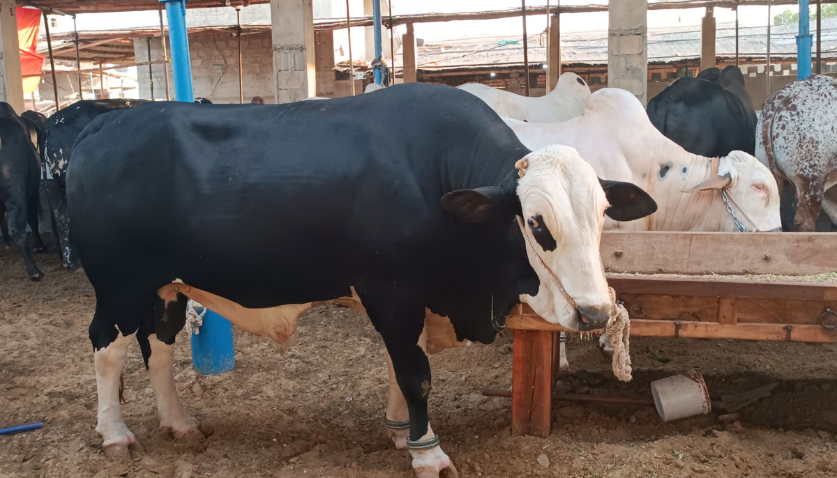 This picture shows an Australian bull with two teeth, taken on June 17, 2023, in Yousuf Goth Mandi, Karachi. — By the author