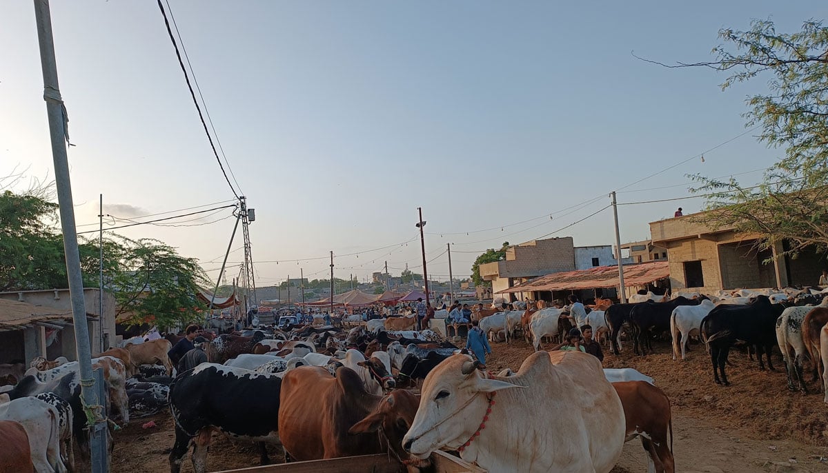 This picture, taken on June 17, 2023, shows a general view of Yousuf Goth Mandi, Karachi.— By the author