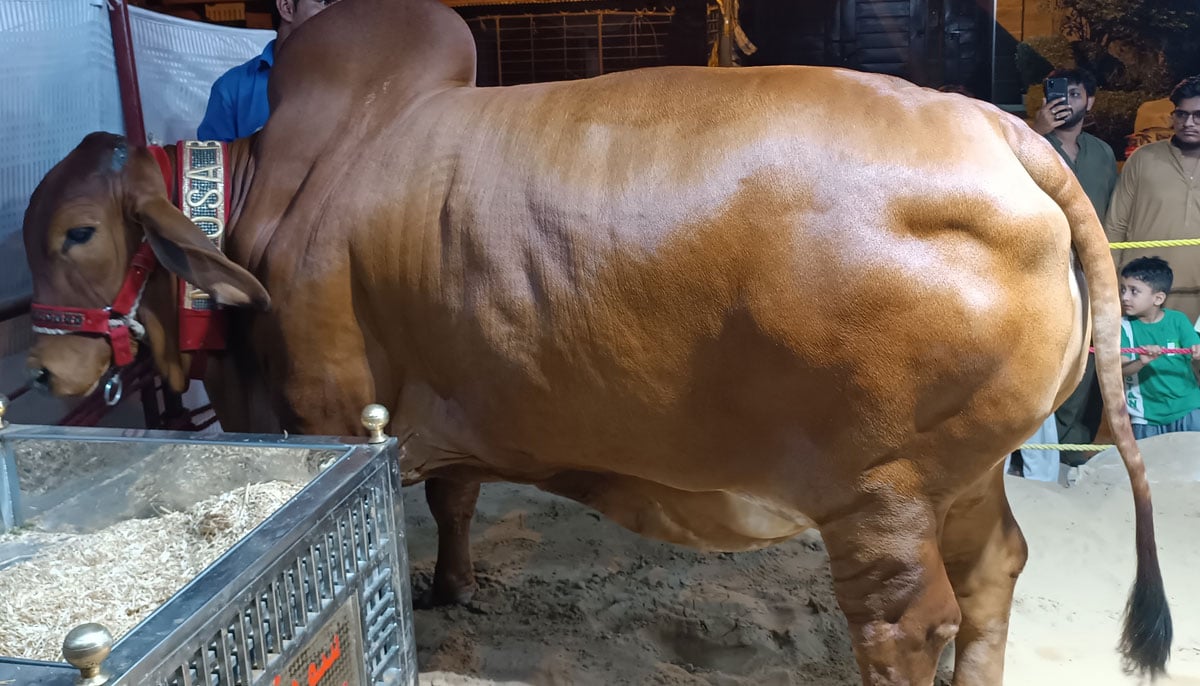 This picture, taken on June 16, 2023, shows a Brahman breed heifer owned by Nawaid in FB Area, Karachi, with local residents, including children coming in numbers to see her. — By the author